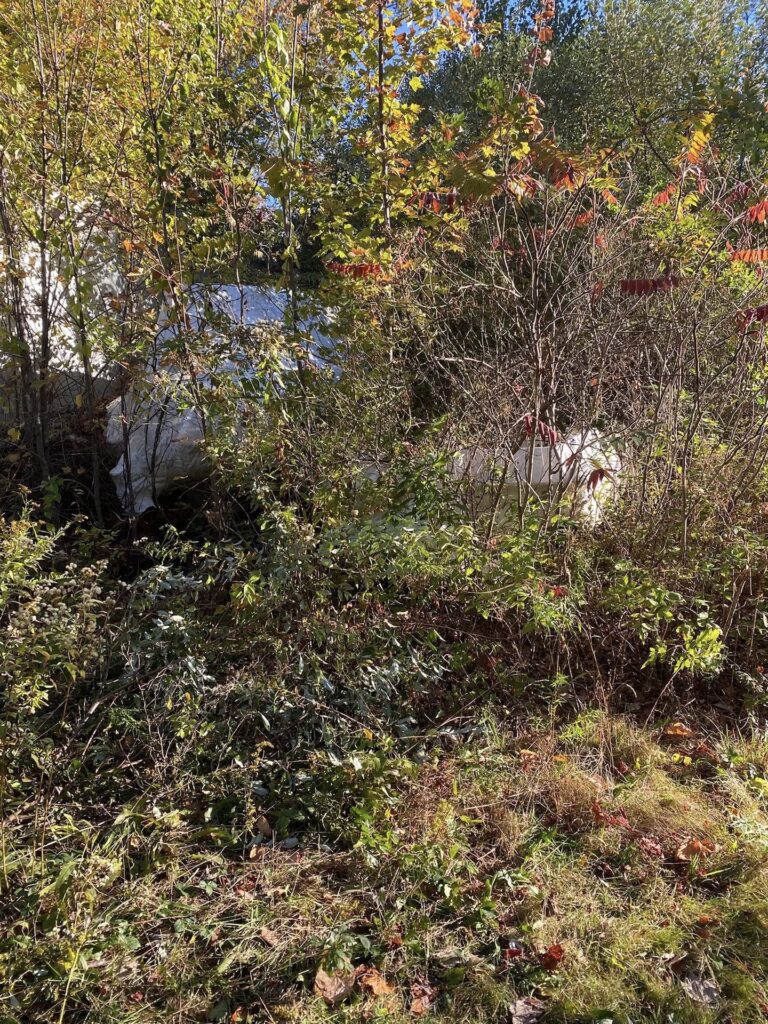 Professional Backyard Structure Removal Services